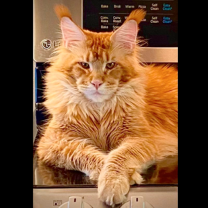 King Robert