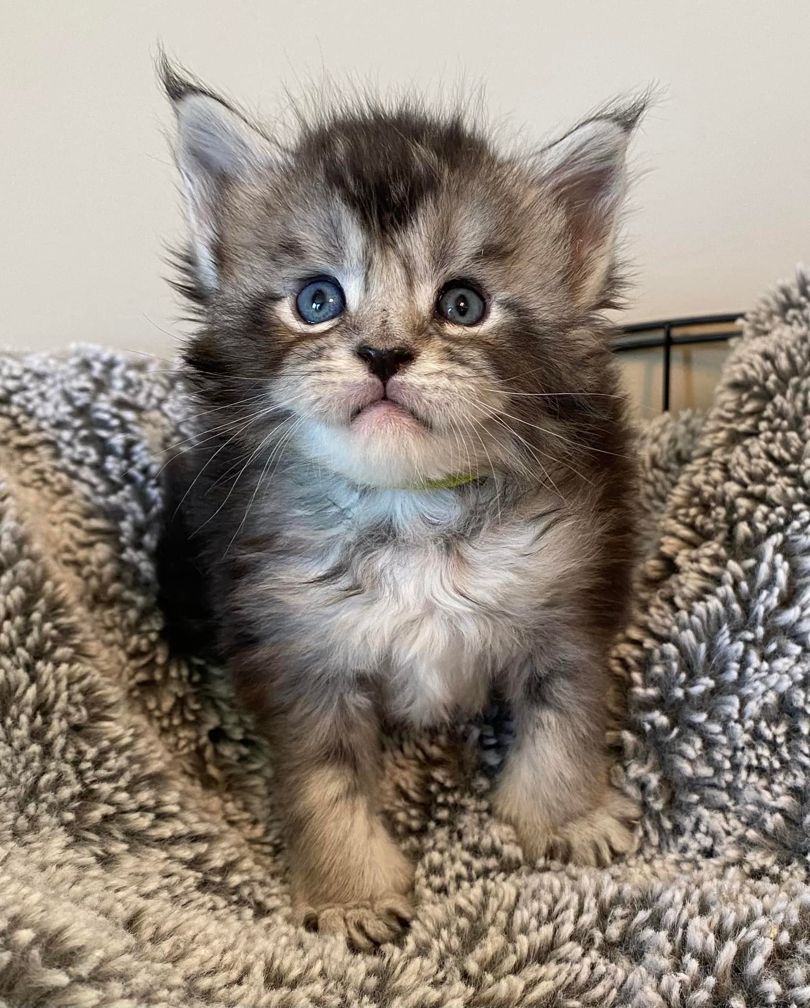 Theros - Blue Ridge Maine Coons